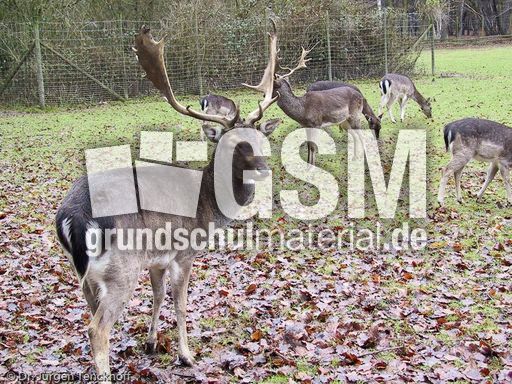 Hirsche (9 von 20).jpg